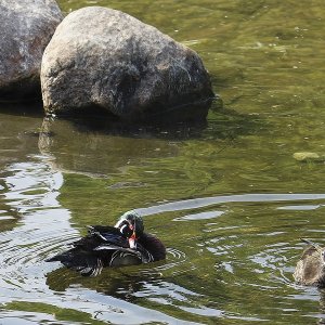 Brautente Grugapark Essen